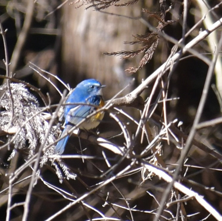 Encountering a Blue Bird in Akagi Nature Park in Winter