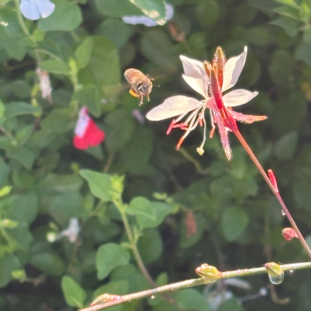 花の周りを飛ぶミツバチ