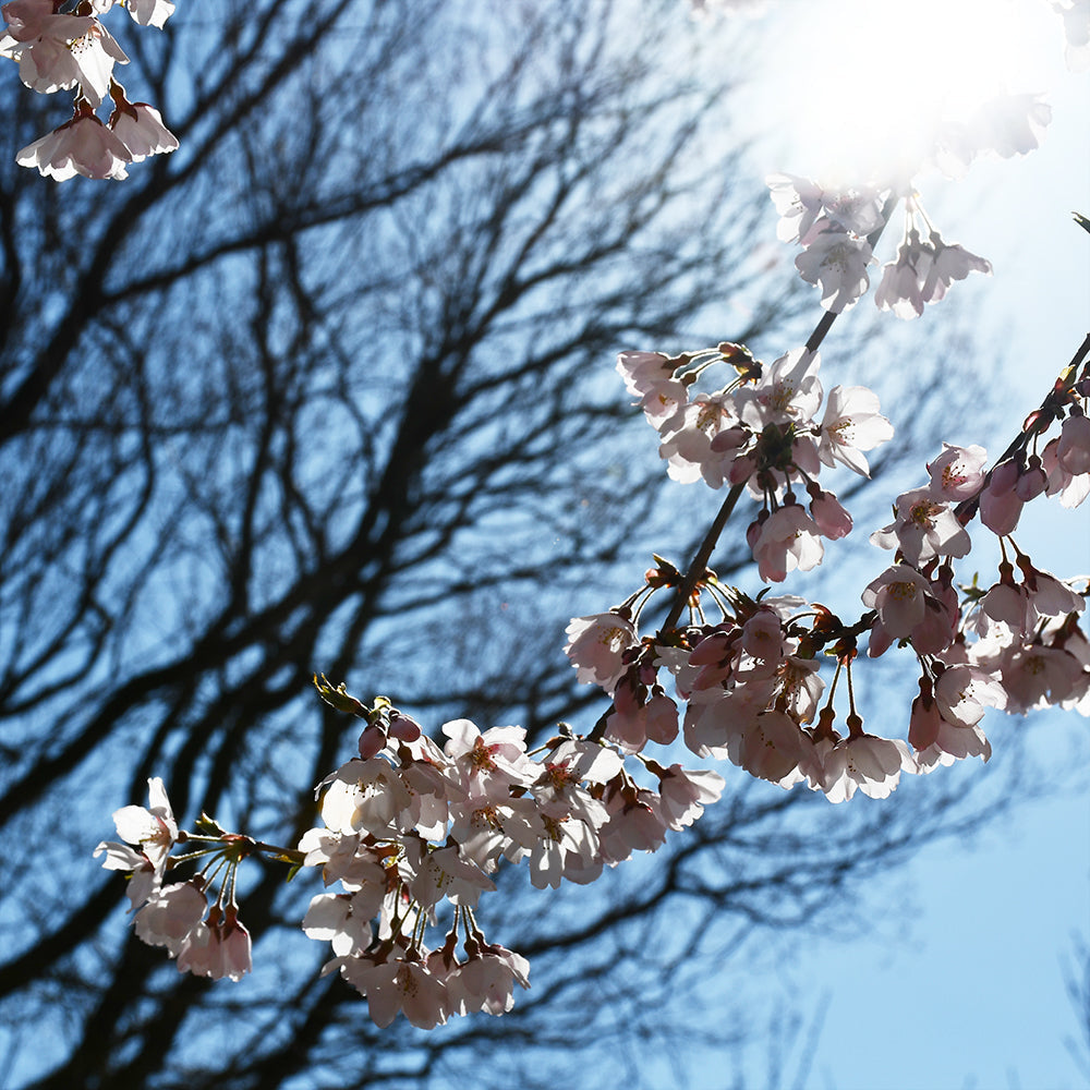 ようやく咲き始めた桜と、新しいカタログ・価格改定につきまして